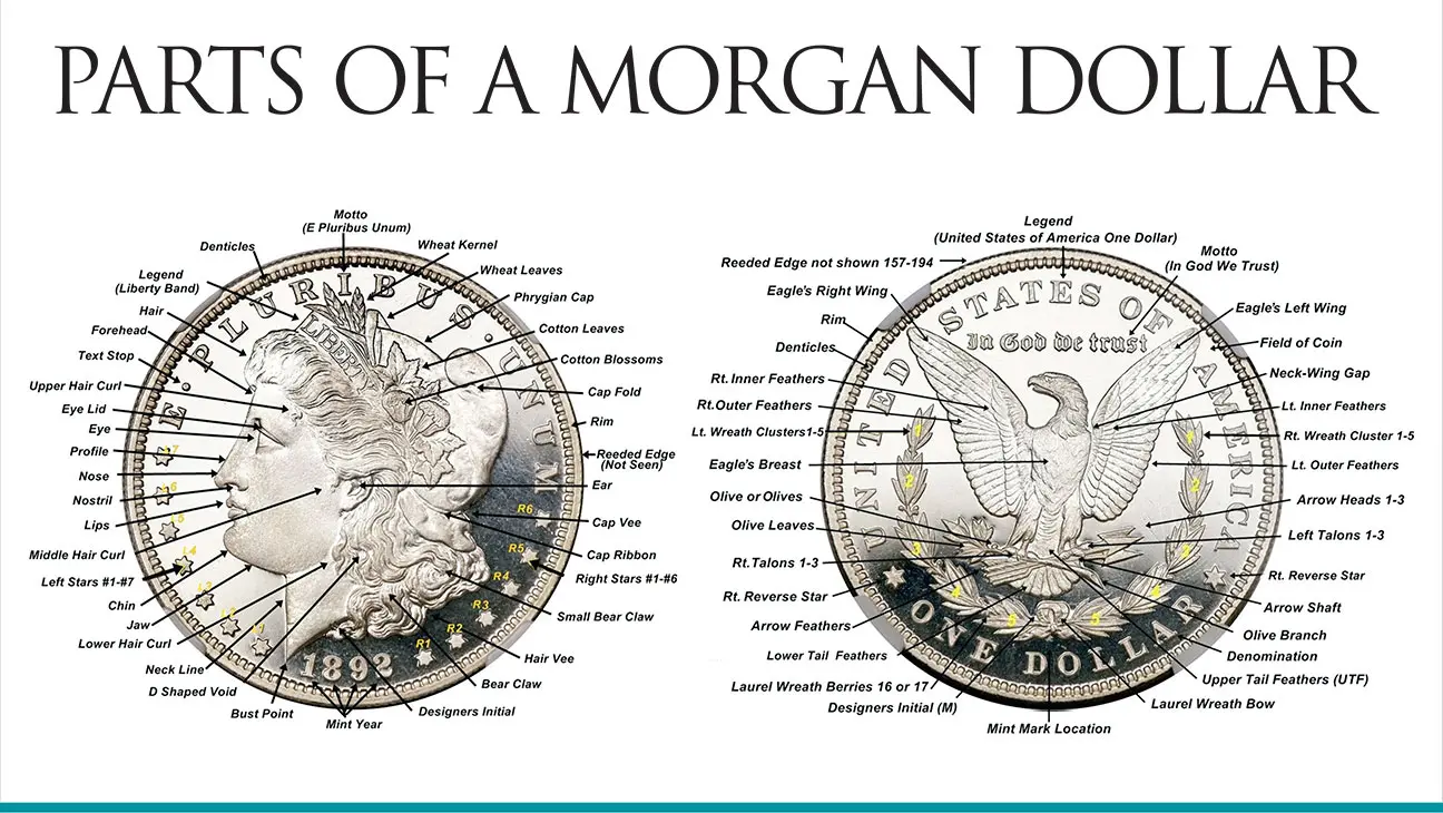 Diagram showing parts of a Morgan dollar.