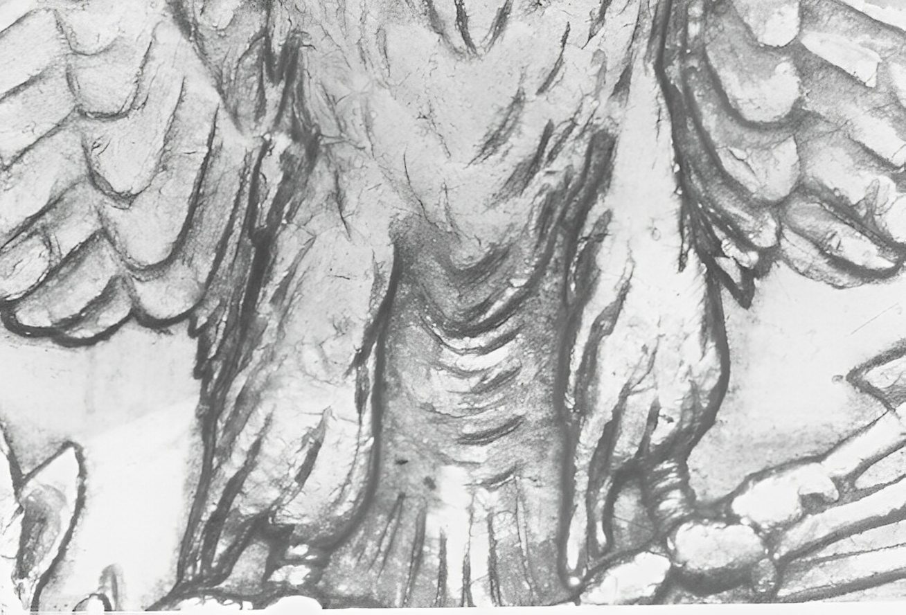 Mythical creature sketch with wings and claws.