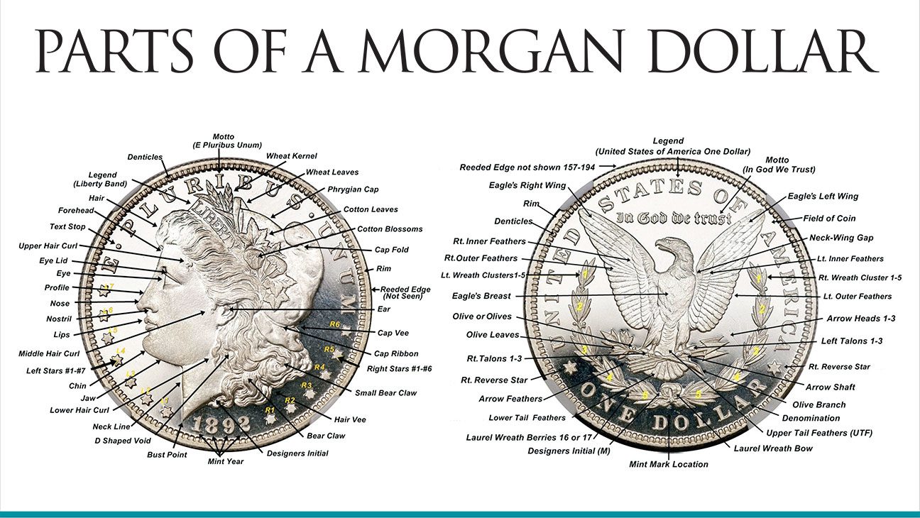 Diagram showing parts of a Morgan dollar.