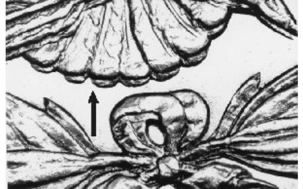 Detailed illustration of butterfly anatomy with arrow.